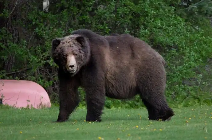 A bear with green foliage in background