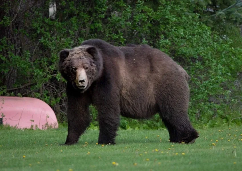 A bear with green foliage in background